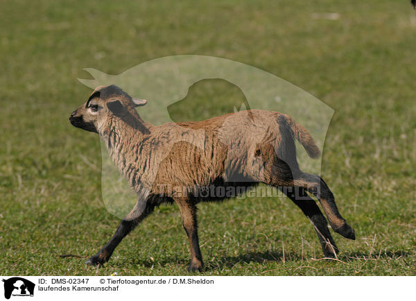 laufendes Kamerunschaf / running sheep / DMS-02347