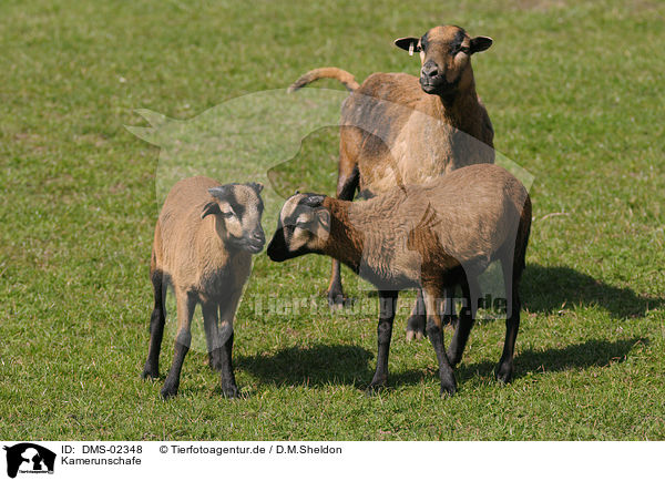 Kamerunschafe / sheeps / DMS-02348