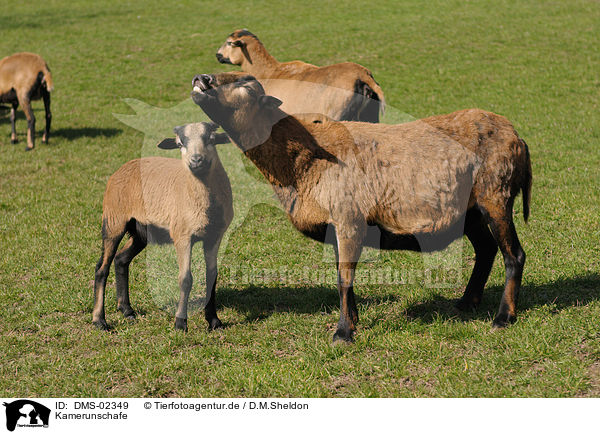 Kamerunschafe / sheeps / DMS-02349