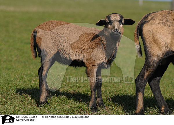 Kamerunschaf / sheep / DMS-02356