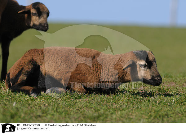 junges Kamerunschaf / young sheep / DMS-02359