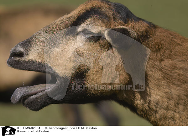Kamerunschaf Portrait / sheep portrait / DMS-02364