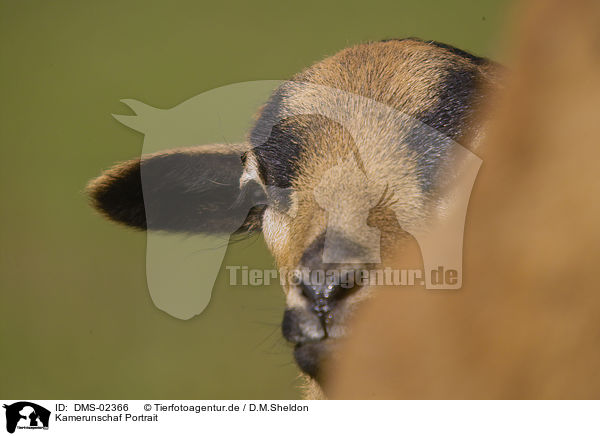 Kamerunschaf Portrait / sheep portrait / DMS-02366