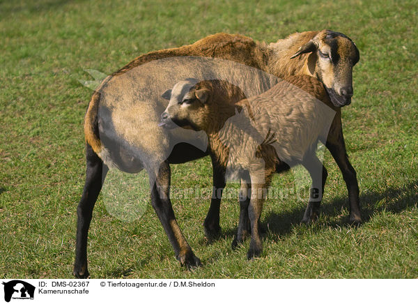Kamerunschafe / sheeps / DMS-02367