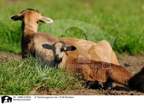 Kamerunschafe / sheeps / DMS-03809