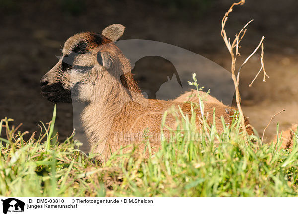 junges Kamerunschaf / young sheep / DMS-03810