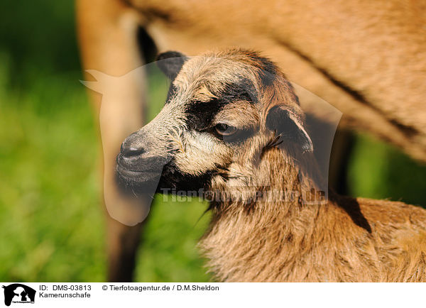 Kamerunschafe / sheeps / DMS-03813