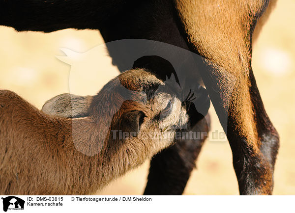Kamerunschafe / sheeps / DMS-03815