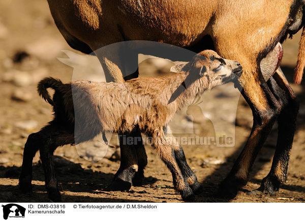 Kamerunschafe / sheeps / DMS-03816
