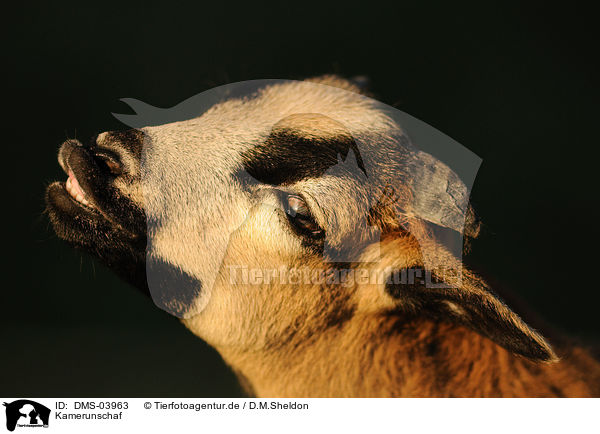 Kamerunschaf / sheep / DMS-03963