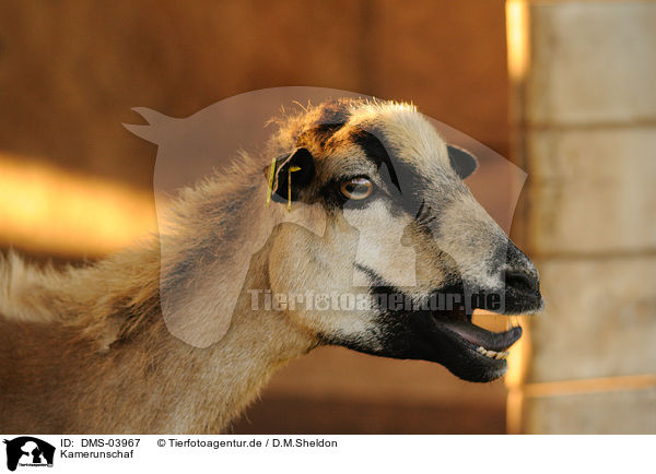 Kamerunschaf / sheep / DMS-03967