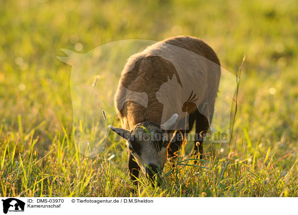 Kamerunschaf / sheep / DMS-03970