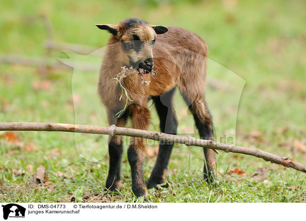 junges Kamerunschaf / young sheep / DMS-04773