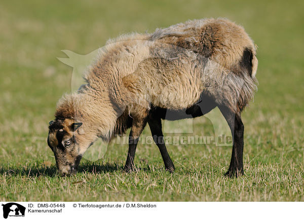Kamerunschaf / sheep / DMS-05448