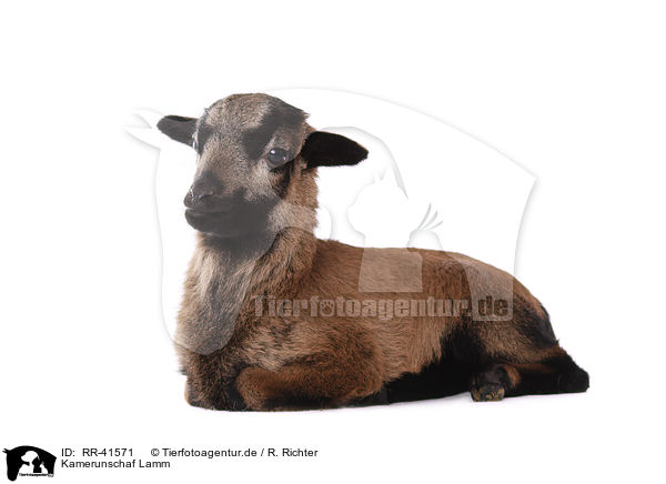Kamerunschaf Lamm / Cameroon lamb / RR-41571