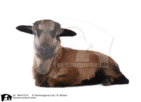 Kamerunschaf Lamm / Cameroon lamb / RR-41574