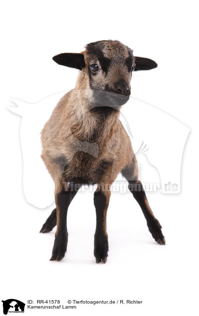 Kamerunschaf Lamm / Cameroon lamb / RR-41578