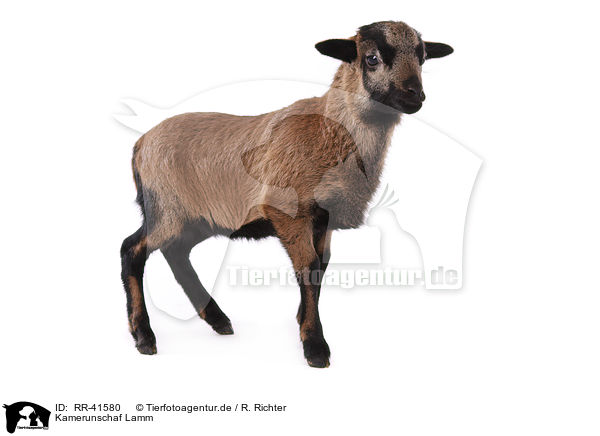 Kamerunschaf Lamm / Cameroon lamb / RR-41580