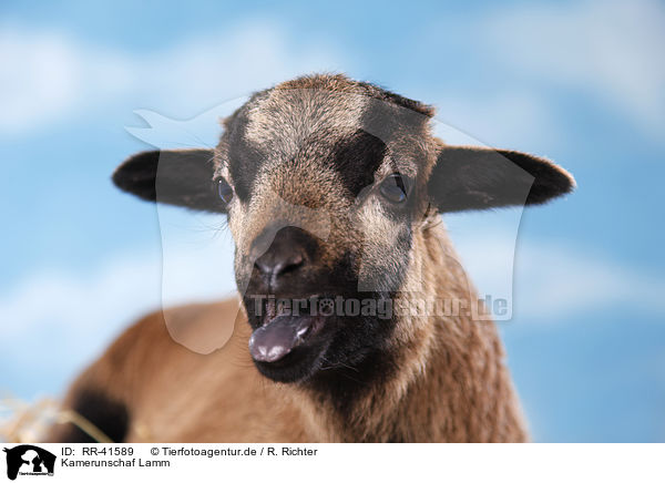 Kamerunschaf Lamm / Cameroon lamb / RR-41589