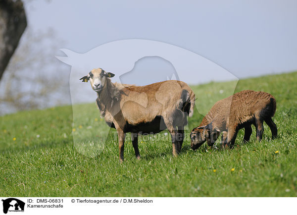 Kamerunschafe / sheeps / DMS-06831