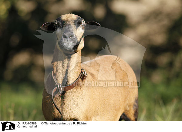 Kamerunschaf / sheep / RR-46589