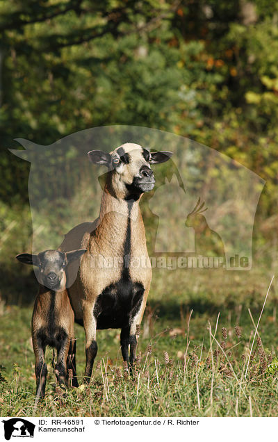 Kamerunschaf / sheep / RR-46591
