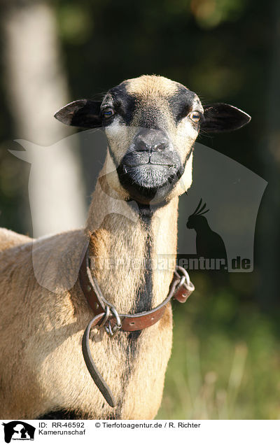 Kamerunschaf / sheep / RR-46592