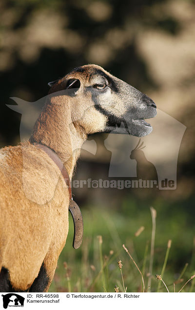 Kamerunschaf / sheep / RR-46598