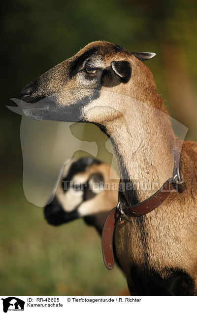 Kamerunschafe / sheeps / RR-46605