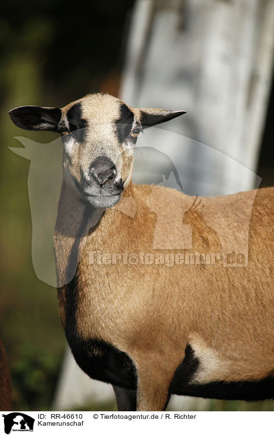 Kamerunschaf / sheep / RR-46610