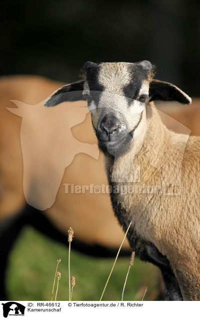 Kamerunschaf / sheep / RR-46612
