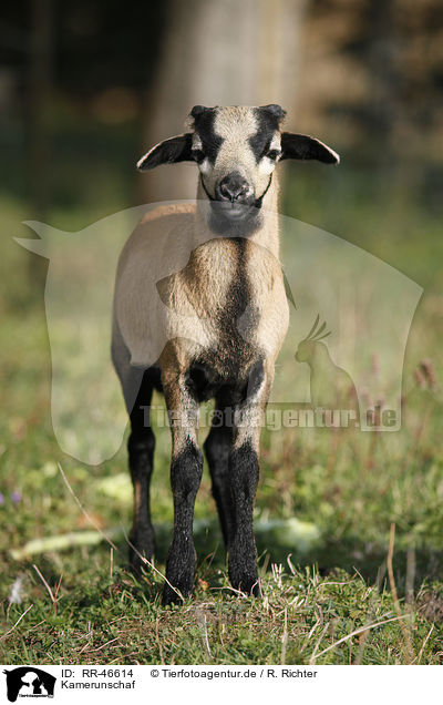 Kamerunschaf / sheep / RR-46614
