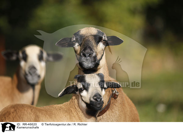Kamerunschafe / sheeps / RR-46620
