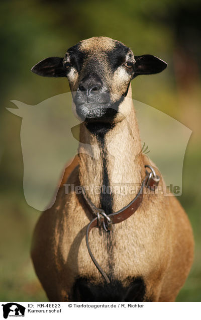 Kamerunschaf / sheep / RR-46623
