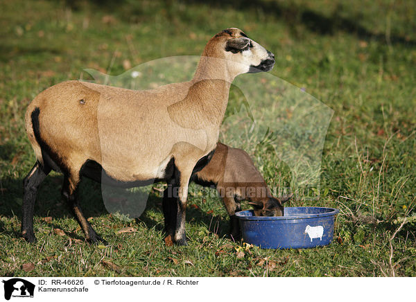 Kamerunschafe / sheeps / RR-46626