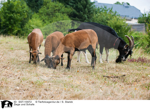 Ziege und Schafe / goat and sheeps / SST-10972