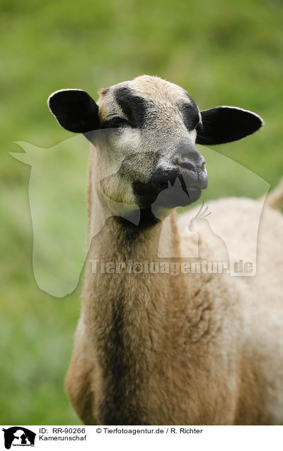 Kamerunschaf / Cameroon Sheep / RR-90266