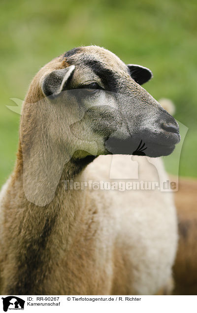 Kamerunschaf / Cameroon Sheep / RR-90267