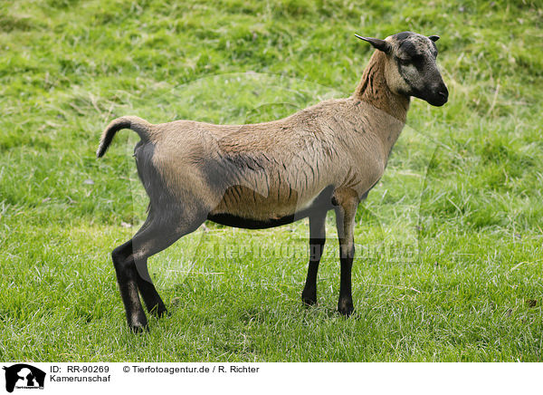 Kamerunschaf / Cameroon Sheep / RR-90269
