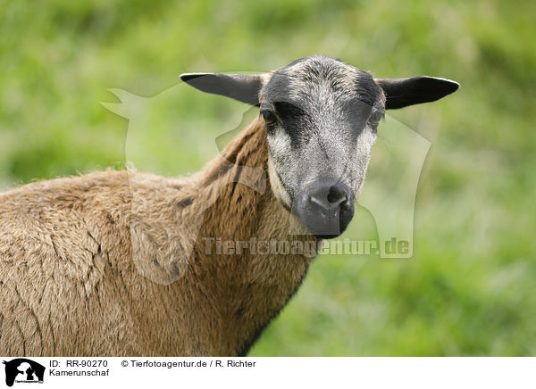 Kamerunschaf / Cameroon Sheep / RR-90270