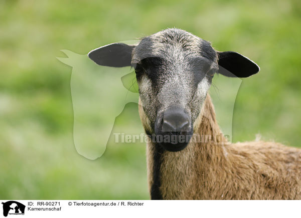 Kamerunschaf / Cameroon Sheep / RR-90271