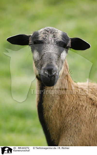 Kamerunschaf / Cameroon Sheep / RR-90272