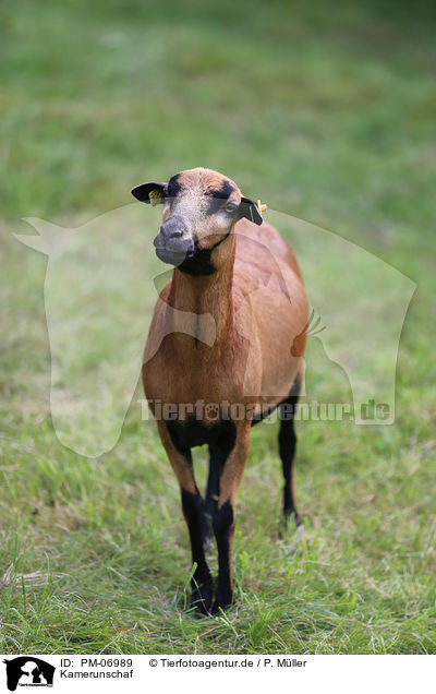 Kamerunschaf / Cameroon Sheep / PM-06989