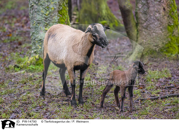 Kamerunschafe / Cameroon Sheeps / PW-14790