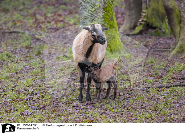 Kamerunschafe / Cameroon Sheeps / PW-14791