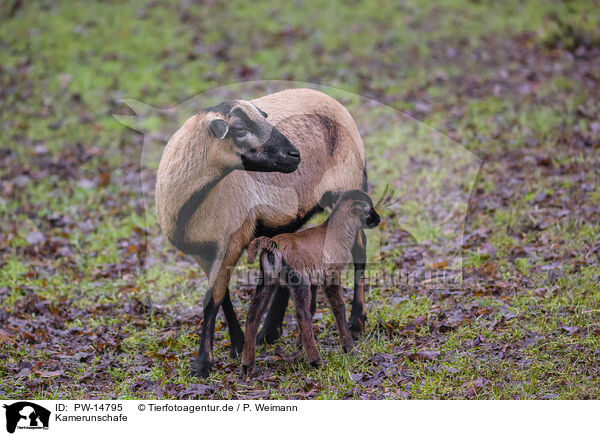 Kamerunschafe / Cameroon Sheeps / PW-14795