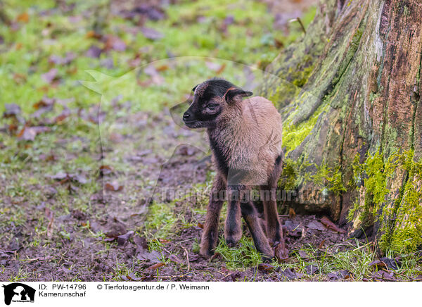 Kamerunschaf / Cameroon Sheep, 1, ein, eins, one, a, einzeln, single, solo / PW-14796