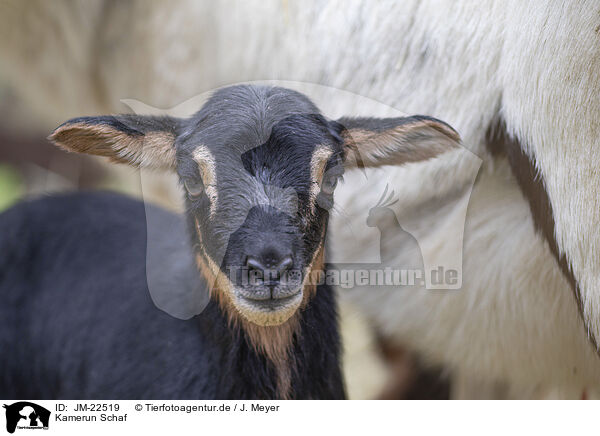 Kamerun Schaf / Cameroon Sheep / JM-22519