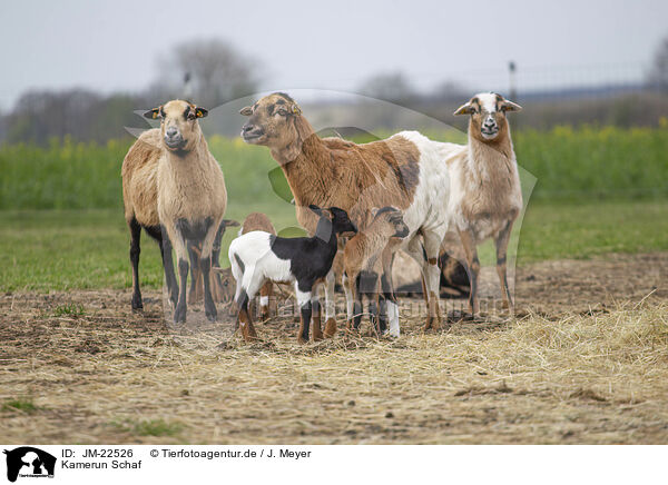 Kamerun Schaf / Cameroon Sheep / JM-22526