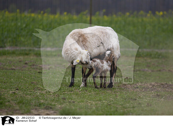 Kamerun Schaf / Cameroon Sheep / JM-22533